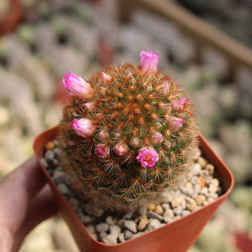 红刺嘉文丸实生仙人球稀有开花美观好养易度夏仙人掌多肉小盆栽