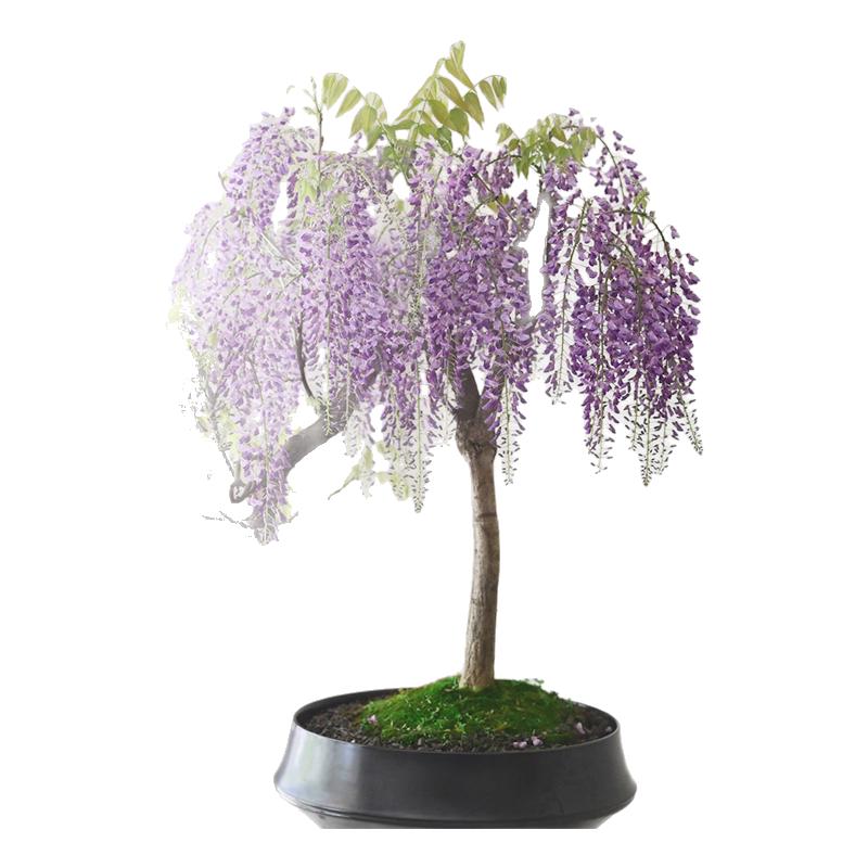 紫藤花大树苗爬藤植物攀爬花卉绿