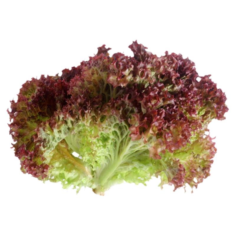 四季紫生菜秧苗苗子四季蔬菜秧苗