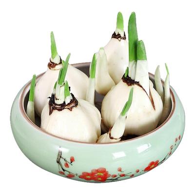 漳州水仙花种球盆栽水养耐寒绿植花卉大球种室内冬季开花水培植物