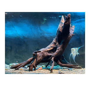 二马 大号天然一体多枝沉木南美风鱼缸造景 精品树桩大型飘枝免煮