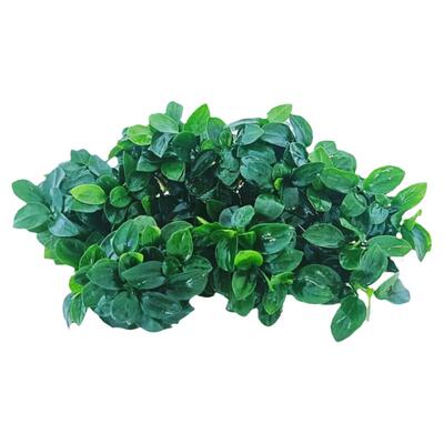 迷你榕水榕阴性草正宗迷你榕新手