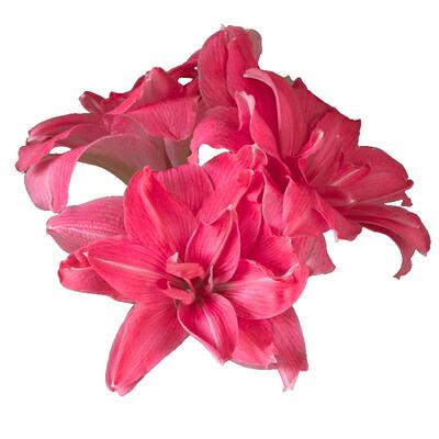 仙女系列进口荷兰朱顶红种球根