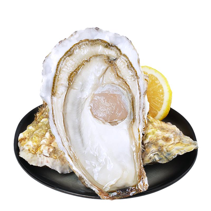 鲜海道乳山鲜活生蚝鲜活特大牡蛎海鲜5斤带箱批发商用海蛎子