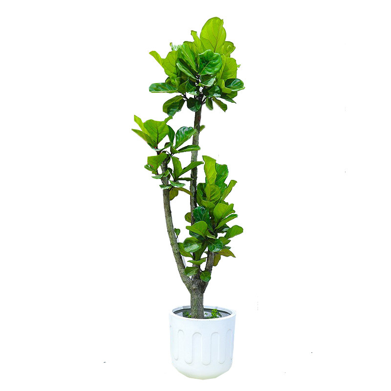 老桩琴叶榕网红植物大型鲜活绿植
