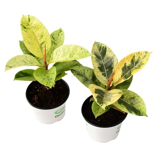 雀斑小姐橡皮树 Ficus Elastica Shivereana 锦化室内绿植