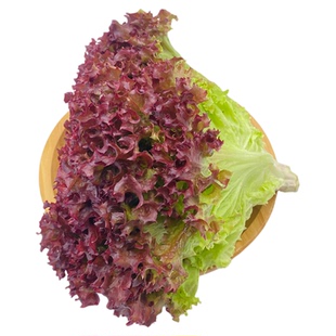 【千牛优福】红叶生菜500g罗莎红生菜新鲜蔬菜沙拉食材紫叶色拉菜