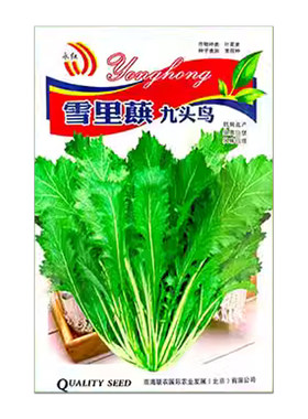 蔬菜九头鸟春秋四季播雪里蕻