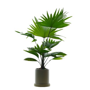 PHYSIS老桩龟背竹中型盆栽美观好养大叶开背室内绿植