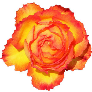 新品种埃斯托尼尔切花火焰月季花苗灌木型庭院阳台盆栽绿植物花卉