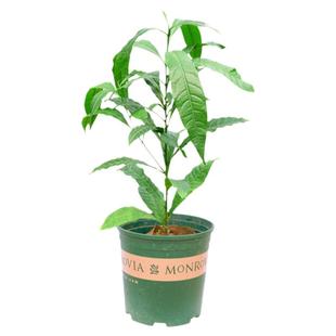 黄晶果树苗嫁接带果黄金果苗黄宝石冬蜜四季当年结果南方种植盆栽