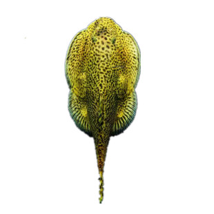 贵州爬岩鳅双吸盘冷水清道夫除藻擦玻璃不加温琵琶鱼小提琴原生鱼