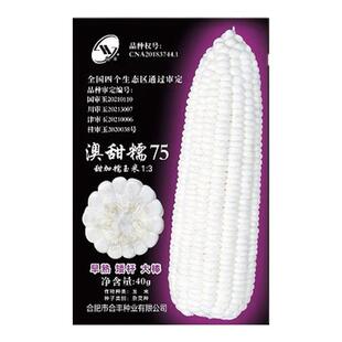 白甜糯玉米种子高产杂交玉米种籽早熟白甜糯玉米种子澳甜糯75