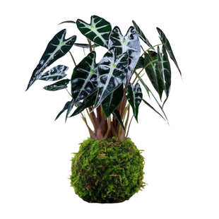 小仙女海芋苔藓球植物办公室内花卉桌面四季好养活喜阴小绿植盆栽