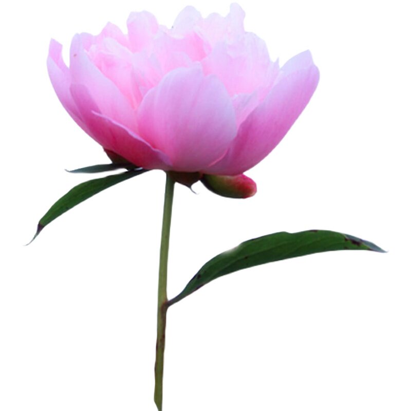 四川中江重瓣芍药鲜切花产地直发