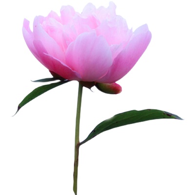 四川中江重瓣芍药鲜切花产地直发