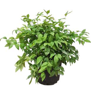 精选火焰南天竹盆栽柠檬红宝石绿植耐寒耐热室内庭院植物暮光之城