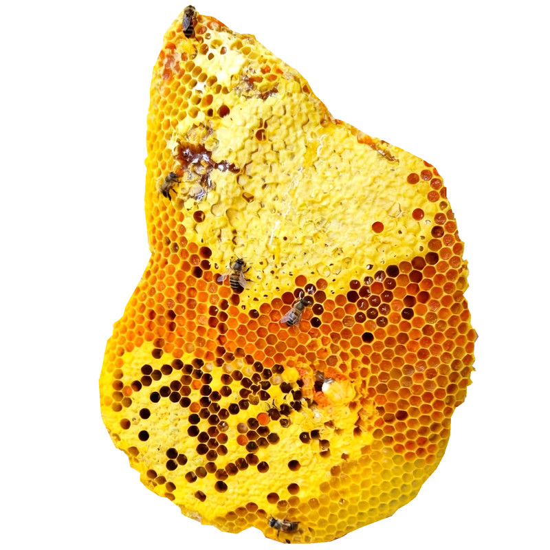 秦岭野生成熟蜂巢蜜整块嚼着吃