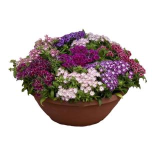 福禄考花种籽子适合冬天种的花籽丛生芝樱花卉庭院五色梅盆栽种子