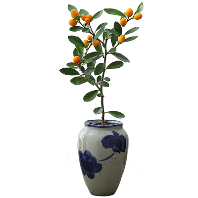 金豆盆栽室内带果植物绿植