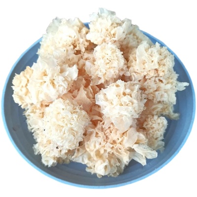 野生椴木小银耳云南胶质胶原蛋白