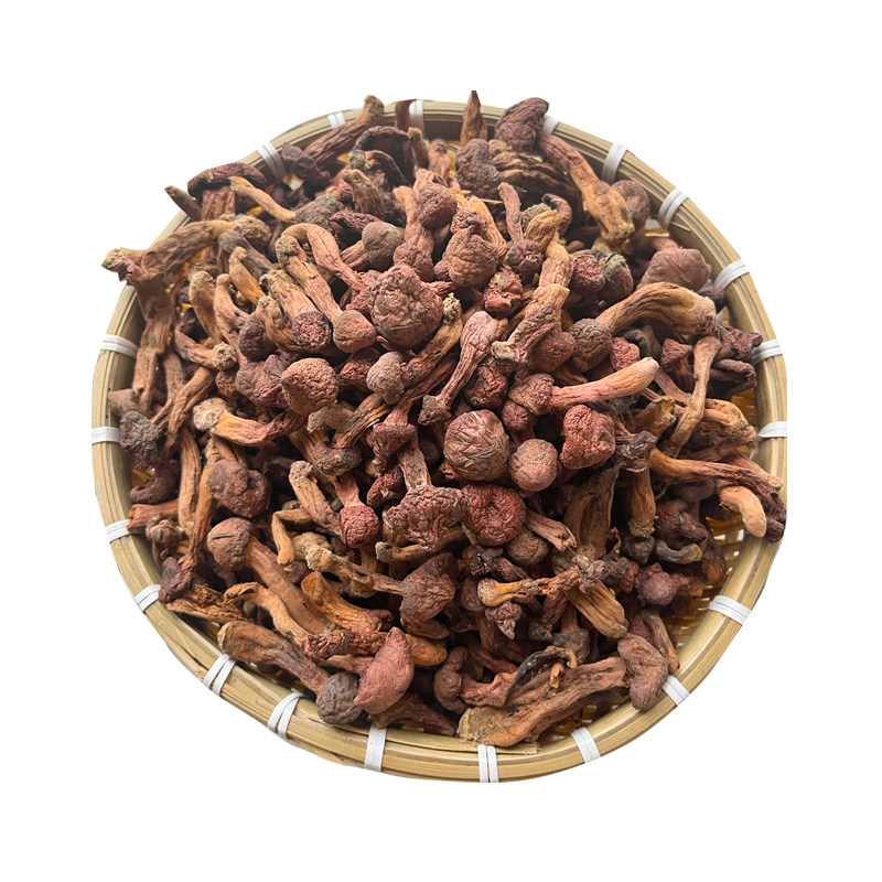 肉蘑食用菌承德松树伞蘑菇