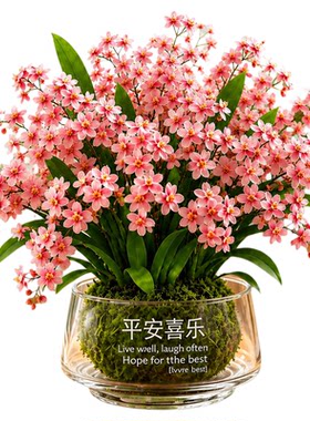 文心兰浓香带苞室内桌面绿植好养