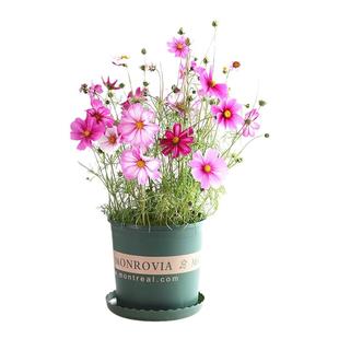 波斯菊花种子格桑花种籽子花籽庭院野花组合鲜花播种重瓣