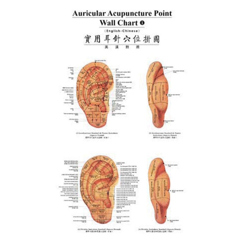 [11-11促销 外文书] 实用耳针穴位挂图（法汉对照）9787117080217