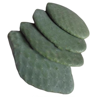 仙人掌食用药用外敷无刺仙人掌食用仙人掌片中药外敷米邦塔仙人掌