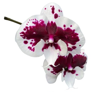 蝴蝶兰台湾稀有品种大舌头 马卡龙维纳斯大鲑鱼 花卉绿植盆栽