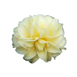 正黄旗茶花 纯黄色花系 正品 精品盆栽茶花  名贵黄茶花