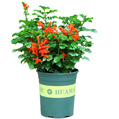 凌霄花苗盆栽爬藤耐寒热