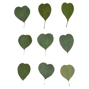 心形尤加利心叶桉押花干花 植物标本幼儿园贴画diy叶子标本压花画