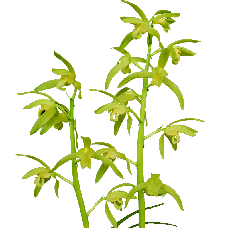 特香蕙兰春兰兰花苗 九头兰国兰四季兰 室内花卉绿植小盆栽