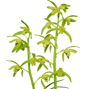 特香蕙兰春兰兰花苗 九头兰国兰四季兰 室内花卉绿植小盆栽