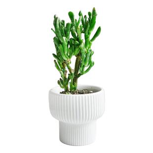 金叶子吸财树老桩多肉植物发财树办公桌面阳台四季好养活筒叶花月