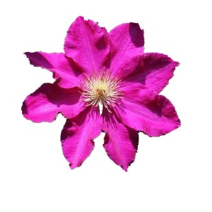 铁线莲东方晨曲三类晚花爬藤植物盆栽花苗多花易成活阳台庭院