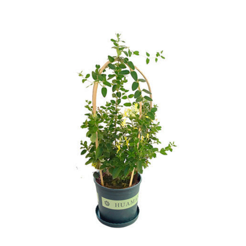 【红色金银花】花香浓郁四季开花