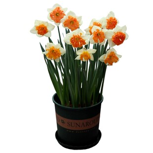 进口重瓣洋水仙花种球盆栽水养漳州水仙花卉冬季水培土培年宵植物