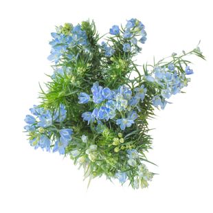 小花飞燕草鲜花云南直发室内水培绿植插花配花鸽子花小飞燕鲜切花