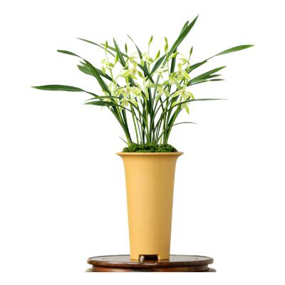 四季老种翁源素心带花浓香好养兰