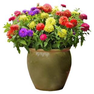 百日草花籽重瓣百日菊花种籽子矮杆易活种子庭院阳台盆栽