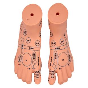 手足耳朵穴位针灸模型人体经络穴位图按摩模具高清晰刻字中医教学