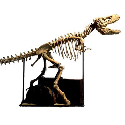 恐龙橱窗落地摆件教学动物骨骼