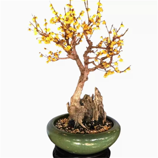 素心腊梅盆栽腊梅花树苗浓香型室内秋冬季室外庭院老桩耐寒植物苗