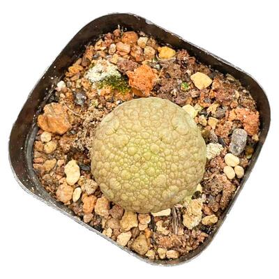 实生凝蹄玉奇趣块根植物一物一拍