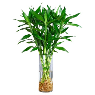带根富贵竹粗杆大叶水培植物室内好养客厅水养优质桌面绿植竹子