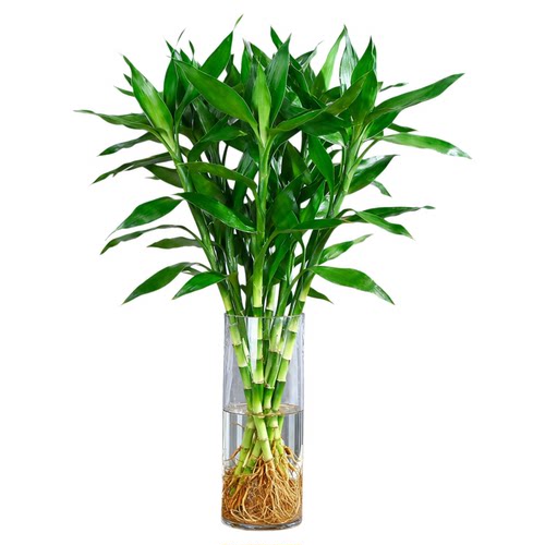 带根富贵竹粗杆大叶水培植物室内好养客厅水养优质桌面绿植竹子
