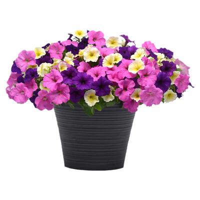 3株垂吊矮牵牛花苗种子小苗阳台庭院室内外花卉盆栽植物好养易种